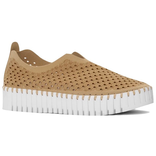 Tulip Platform - Latte